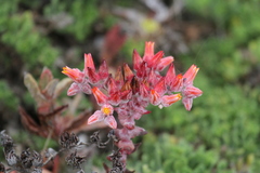 Dudleya palmeri