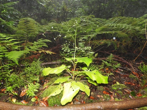 Crambe strigosa image