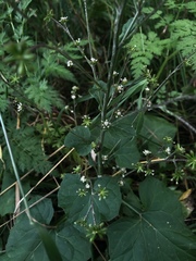 Adenocaulon himalaicum