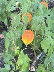 Alkekengi officinarum