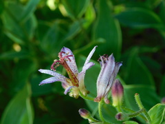 Tricyrtis formosana