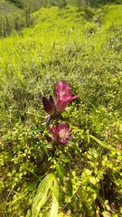 Gentiana pannonica