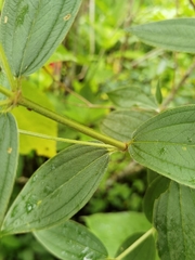 Pleroma semidecandrum