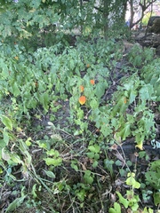 Alkekengi officinarum