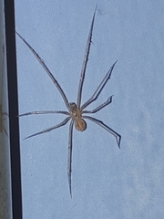 Spermophora senoculata