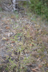 Lithospermum officinale
