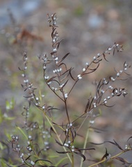 Lithospermum officinale