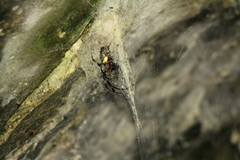 Nephilingis cruentata