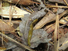Diversibipalium multilineatum