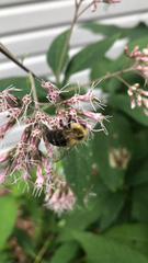 Bombus impatiens