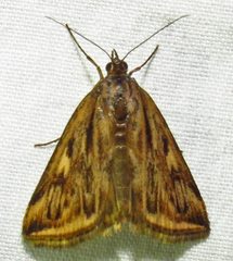 Loxostege cereralis