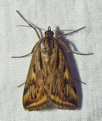 Loxostege cereralis