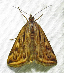 Loxostege cereralis