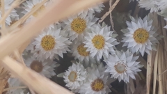 Helichrysum cerastioides