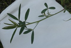 Indigofera psoraloides