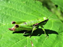 Odontopodisma decipiens