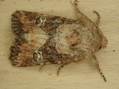 Lacinipolia stricta