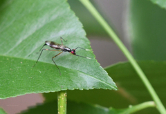 Rainieria antennaepes