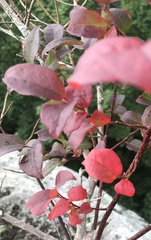 Vaccinium simulatum
