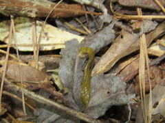 Diversibipalium multilineatum