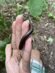 Narceus americanus