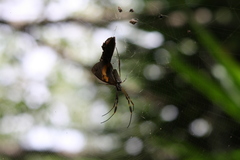 Trichonephila clavipes