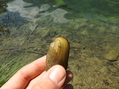 Unio elongatulus