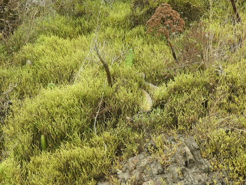 Crassula muscosa image