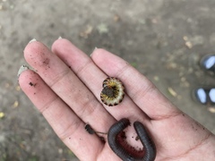 Narceus americanus
