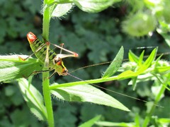 Poecilimon thoracicus