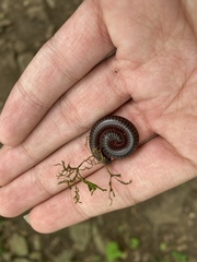 Narceus americanus