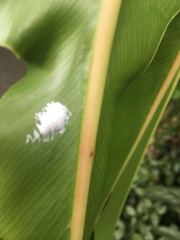 Insecta