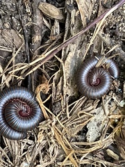 Narceus americanus