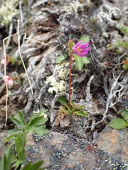 Primula cuneifolia