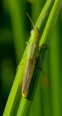 Stenacris vitreipennis