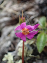 Primula cuneifolia