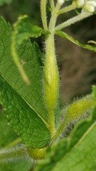 Neolasioptera perfoliata