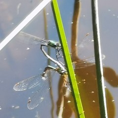 Lestes sponsa