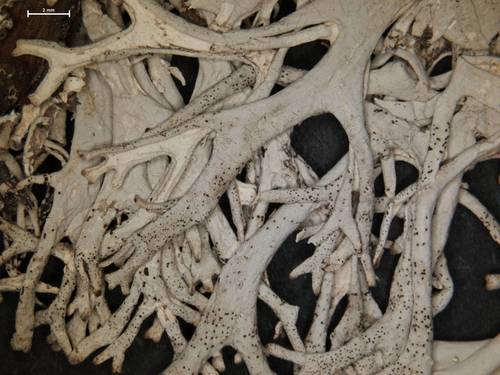 Pseudevernia intensa