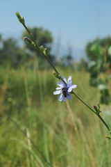 Cichorium intybus