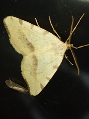 Macaria occiduaria