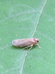 Synecdoche impunctata