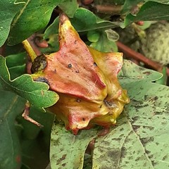 Andricus quercuscalicis