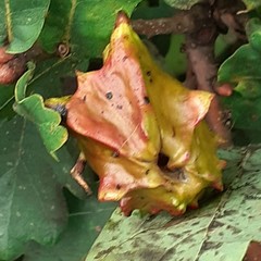 Andricus quercuscalicis