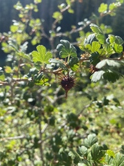 Ribes pinetorum