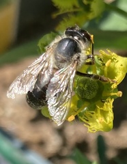 Apis mellifera