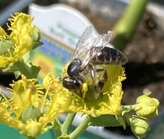 Apis mellifera