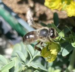 Apis mellifera