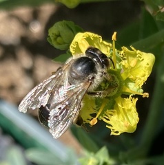 Apis mellifera