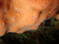 Dragmacidon mexicanum